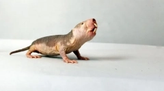 Голи земјоделец