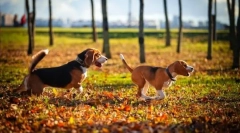 Куче куче: одгледување избор