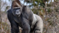 Горила источна рударство