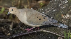 Горлин сокоро