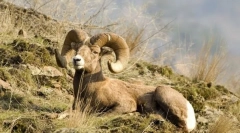 Планински овни и кози