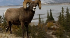 Планински овци