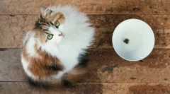 Подготвени сува мачки за мачки: карактеристики и сорти