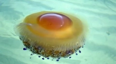 Благодатно и опасно: 10 најубави медуза во светот