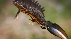 Голем тритон