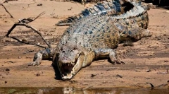 Промотивен крокодил