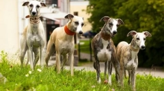 Greyhaound (слика): кој во светлината на сите е побрз - не се израмни со куче сива боја!