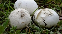 Печурки праховка