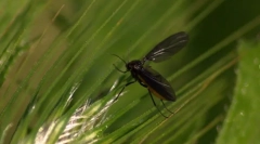 Печурки komarick