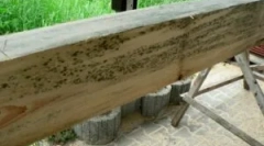 Габа на дрво и обработка на дрво од мувла