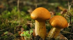 Печурки - кралството на живи организми