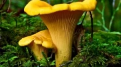 Печурки chanterelles од паразити