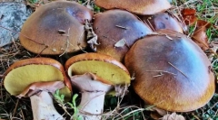 Печурки мрсна