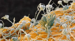 Печурки. Систематика, знаци, видови