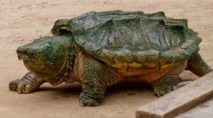 Премостување на желка