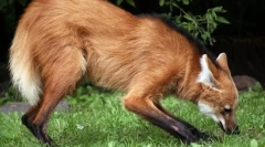 Тежок волк (чувар)