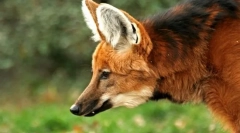 Тежок волк (гура)