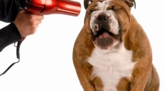 Чешлање за кучиња