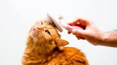 Чешлање на мачки дома: видови и карактеристики на хигиената на feline