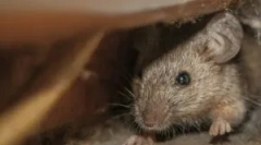 Се пена за монтирање на глувчето?