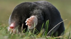 Хумани методи за уништување на молови