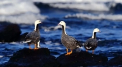 Gussey. Одвојување на птици