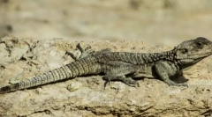 Карактеристика на подтип на черепот, или 'рбетници