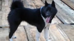 Хаски и како - ние бараме разлики