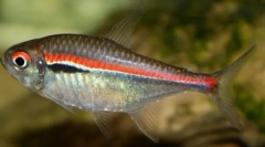 Хилхосон конон (hyphessobryson)