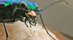 Предаторски инсекти