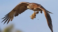 Предатор птици