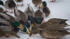 Леб - непријател за патки и други водни птици