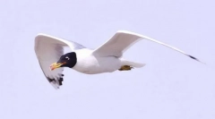 Хохун черноголова