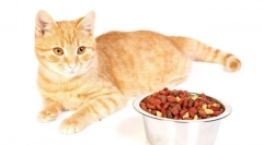 Holicast cat city: осврти и детален преглед на најдобрата храна