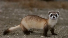 Ерет американец