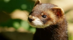 Cheorek (слики): игрива fidget и вистински пријател