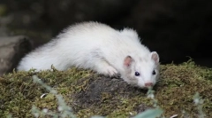 Ferret опис, начин на живот, живеалиште каде живее