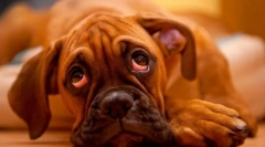 Хронични болести на црниот дроб