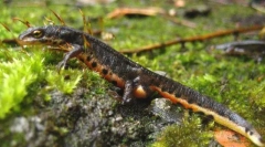 Опашка водоземјани