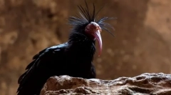 Ibis bald север