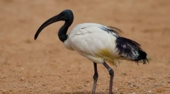 Ibis свети