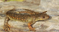 Орел тритон