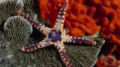 Icharkin и мекотели