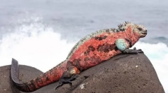 Игуана поморска