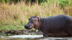 Тие имаат перница за ништо: 10 животни кои речиси или не спијат воопшто