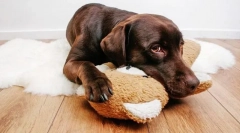 Инфективни невролошки болести