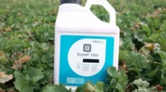 Бории инсектицид и неговите карактеристики