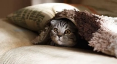 Интересно за мачките