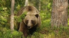 Интересно за мечки