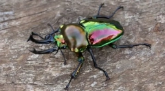 Интересно за инсекти